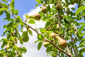 Green pears hanging on a tree branch against a bright blue sky with soft clouds photo