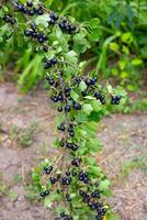 A lush branch laden with ripe blackcurrants hanging heavily among the green leaves of the bush photo