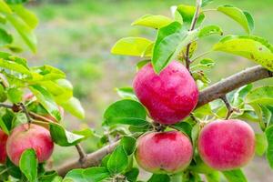 A bunch of ripe red large apples hangs on a branch among bright green leaves. photo