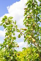Green pears hanging on a tree branch against a bright blue sky with soft clouds. photo