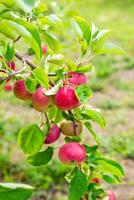 bunch of ripe red large apples hangs on a branch among bright green leaves photo