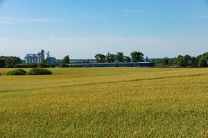 Golden grain fields stretch across the rural landscape with silos and a storage facility in the background under a bright blue sky photo