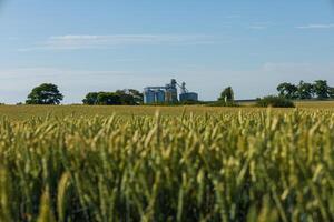 In a vast rural landscape, grain silos are visible behind lush, ripening crops under a clear blue sky, reflecting agricultural activity photo