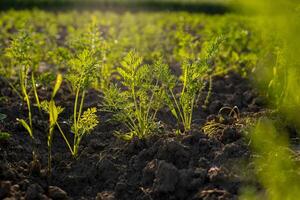 In a garden, young carrot plants emerge from the rich brown soil, basking in warm sunlight during a calm afternoon photo