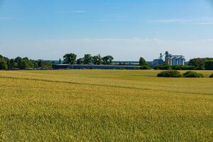 Silos dominate the skyline near expansive golden fields, highlighting a busy rural agriculture facility in bright daylight photo