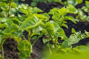 A striped beetle is seen on potato leaves, causing potential damage to the crop in a lush green field under daylight photo