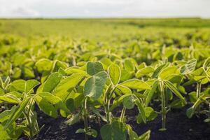 Lush soybean sprouts thrive in a rural field under clear skies, showcasing vibrant green leaves and fertile soil photo