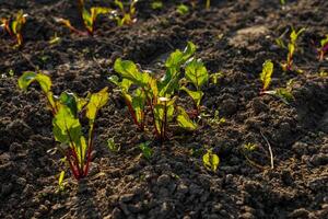 Fresh beetroot seedlings thrive in nutrient-rich soil during late afternoon, showcasing their vibrant green leaves and sturdy roots photo