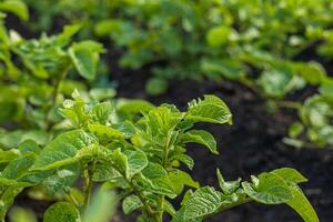 Close-up view of lush green potato plants thriving in fertile soil, showcasing healthy leaves under bright sunlight on a farm photo