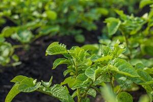 Healthy potato plants grow vigorously in fertile soil at a rural farm during warm weather. Growth illustrates successful farming practices photo