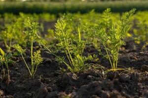 Fresh green carrot plants thrive in rich soil, basking in the warm glow of late afternoon sunlight in a well-kept garden photo