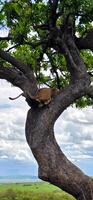 Lion cub in a tree photo