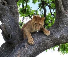 Lion lounging on a tree photo