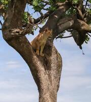 Lioness sitting on tree branch photo