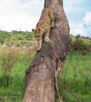 Lion cub on a tree trunk photo