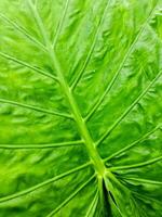 Vibrant Green Leaf Showing Detailed Veins and Texture photo