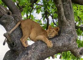 Lion cub resting on a tree branch photo