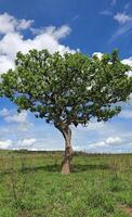 Leopard resting on a sausage tree in the African savanna photo