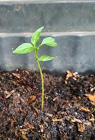 Close Up Budding Green Chili Plant, A Tiny Sprouts Journey photo