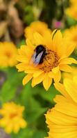 Bumblebee on the Sun Flower. a symbol of summer and pollination photo