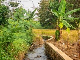 A tranquil stream flowing through a rural landscape with banana trees and rice fields photo