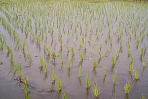Rice seedlings are planted at a distance in muddy soil. Rice seedlings should not be planted close together so that they do not compete with each other for nutrients. Agricultural Industry photography photo