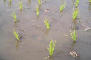 Rice seedlings are planted at a distance in muddy soil. Rice seedlings should not be planted close together so that they do not compete with each other for nutrients. Agricultural Industry photo