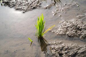 Close-up of rice seedlings in muddy soil. Rice seedlings are seeds of rice that have grown or germinated into young rice plants. Rice seedlings that grow well in watery muddy soil. Agriculture photo