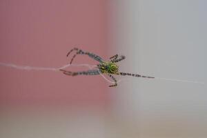 Macrophotography of Yellow Garden Spider crawling on a thin thread of web. Closeup shot of an arachnid species Argiope aurantia in a spider's web. Science of fauna and species in nature. Copy space photo