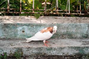 Close-up of a dove perched on the edge of a gutter. The dove is white with a hint of brown on its back. The pet dove roams freely near its cage. Graphic Resources. Negative space photo