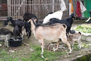 A group of goats are eating vegetables. Goats with dominant black and white colors are gathering in the yard while eating piles of vegetables on a farm. Animal farming industry. Text space photo