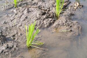 Close-up of rice seedlings in muddy soil. Rice seedlings are seeds of rice that have grown or germinated into young rice plants. Rice seedlings that grow well in watery muddy soil. Agricultural themes photo