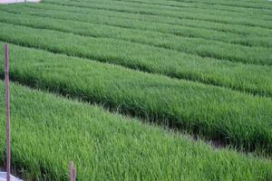 Rice field landscape with densely planted green rice seedlings. The process of growing rice seedlings by planting them closely together in a muddy rice field. Agriculture Industry themes. ads space. photo