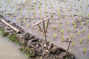 Wooden shovel stuck in the rice field path. Stakes are stuck on the edge of rice fields as a boundary marker between rice field ownership areas. Agriculture and plantation industry. Text Space photo