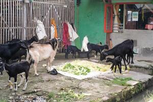 A group of goats are eating vegetables. Goats with dominant black and white colors are gathering in the yard while eating piles of vegetables on a farm. Animal farming industry. Copy space photo