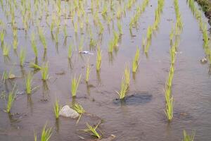 Rice seedlings are planted at a distance in muddy soil. Rice seedlings should not be planted close together so that they do not compete with each other for nutrients. Agricultural Industry themes photo