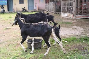 Close-up of farmed goats in a yard. Goats roam freely on a farm. Livestock industry in the countryside. Goats are farmed for their milk and meat. Graphic Resources. Negative space photo