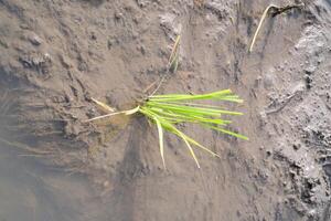 Close-up of rice seedlings in muddy soil. Rice seedlings are seeds of rice that have grown or germinated into young rice plants. Rice seedlings that grow well in watery muddy soil. Agricultural photo
