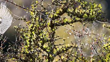 A spider web delicately sways among branches, illuminated by soft morning light, creating a serene natural scene video