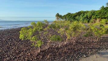 Drone captures serene mangrove coastline with lush greenery and calm waters in Port Douglas, Australia video