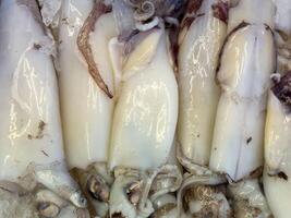 Fresh squid display on ice at seafood market photo