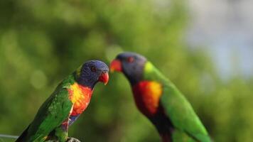 Two parrots communicate and preen on a branch video