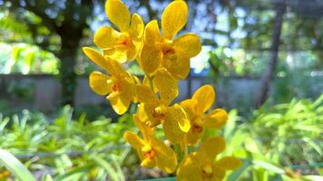 Yellow orchids bloom in a lush greenhouse environment video
