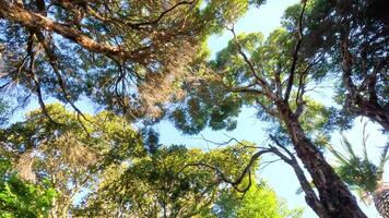 Look up at trees in Melbourne Zoo video