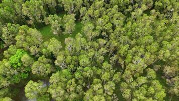 Drone footage captures dense green forest canopy in Port Douglas, Australia. Bright daylight enhances the vibrant foliage and serene atmosphere video