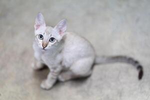 Cat striking contrast of a light brown mackerel tabby coat and piercing light green eyes draws our attention as a beautiful kitten looks our way.a photo