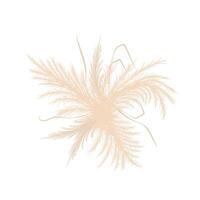 Dry pampas grass. Wedding bouquet design. Beige cortaderia in boho style. flowers isolated on white background. Trendy element for invitations, postcards, social media, stickers vector