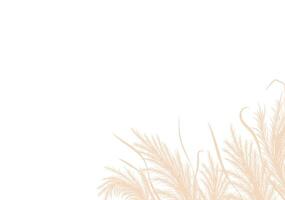 Dry pampas grass. Floral border frame design. Beige cortaderia in boho style. dried flowers isolated on white background. Trendy template for invitations, postcards, social media vector