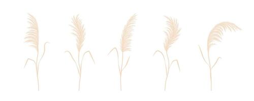 Dry pampas grass collection. Set of cortaderia in boho style. dried flowers isolated on white background. Trendy element design for wedding invitations, postcards vector