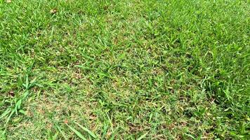 Aerial footage of a vibrant green grass lawn under natural daylight, showcasing texture and color variations video